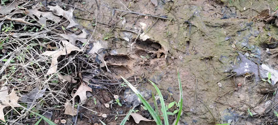 TBD CR 317, Henderson, TX 75654 - Image #2