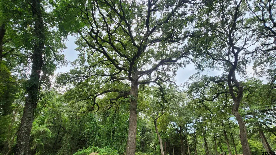 Lots 4,5,6 Holly Glen, Murchison, TX 75778 - Image #3