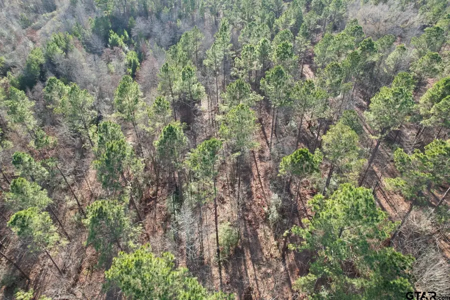 TBD-A County Road 216, Beckville, TX 75631 - Image #2