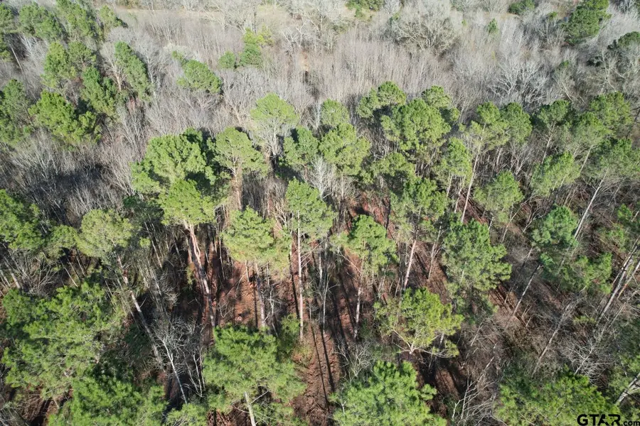 TBD-A County Road 216, Beckville, TX 75631 - Image #3