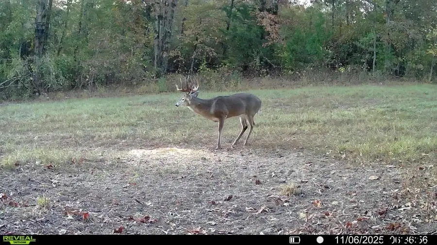 TBD CR 2738, Naples, TX 75568 - Image #3