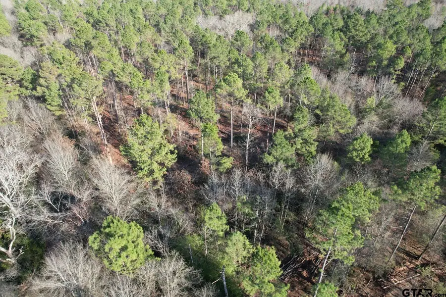 TBD-E County Road 216, Beckville, TX 75631 - Image #2