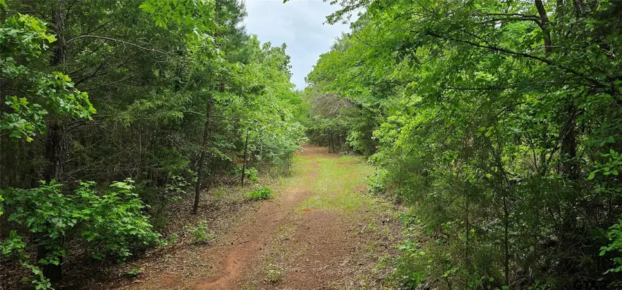 TBD VZ County Road 4814 - 22.5+/- AC, Ben Wheeler, TX 75754 - #2