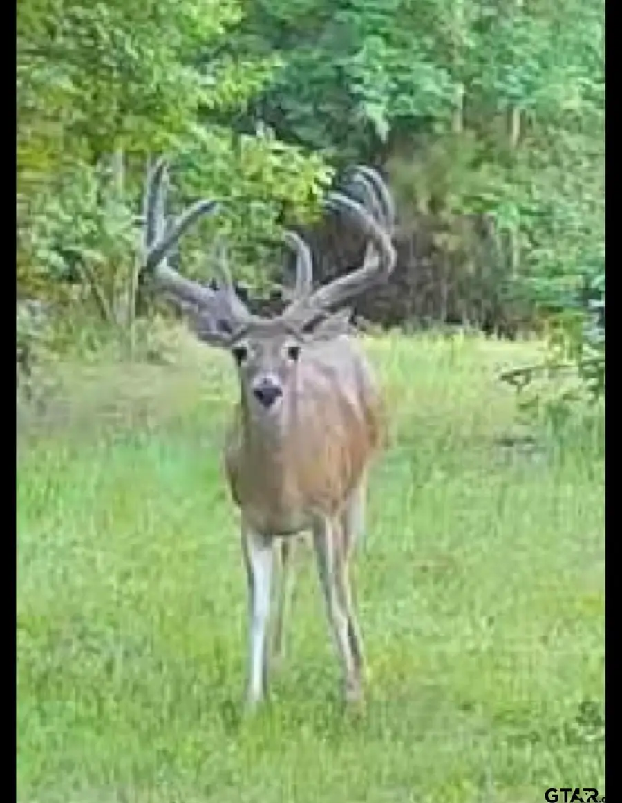 TBD Fm 852, Winnsboro, TX 75494 - #3