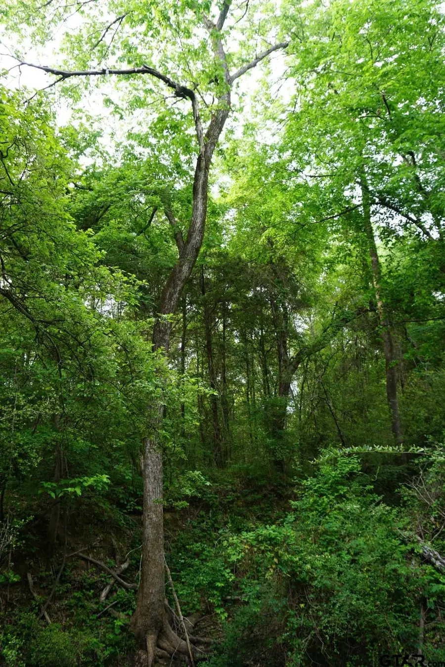 11919 Cr 1200, Malakoff, TX 75148 - #2