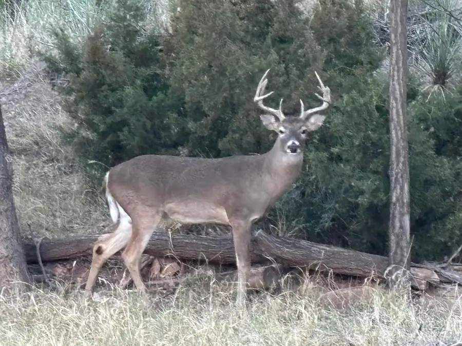 70 E Lakeshore Drive, Ransom Canyon, TX 79366 - Image #3