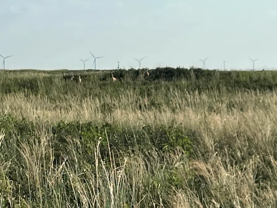 1585 Co Rd 95, Morton, TX 79346 - #2