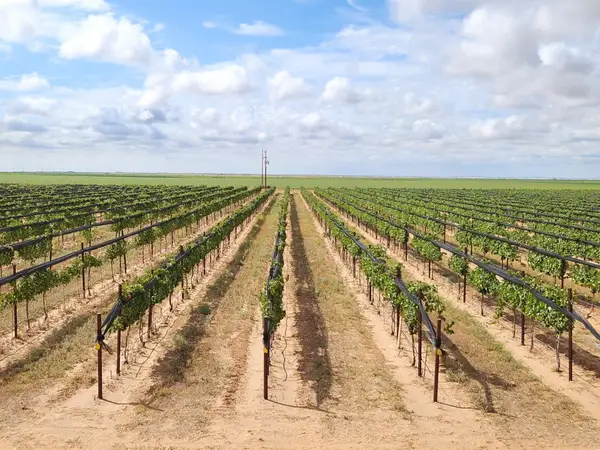 354 Farm To Market Road 1317, Tahoka, TX 79373