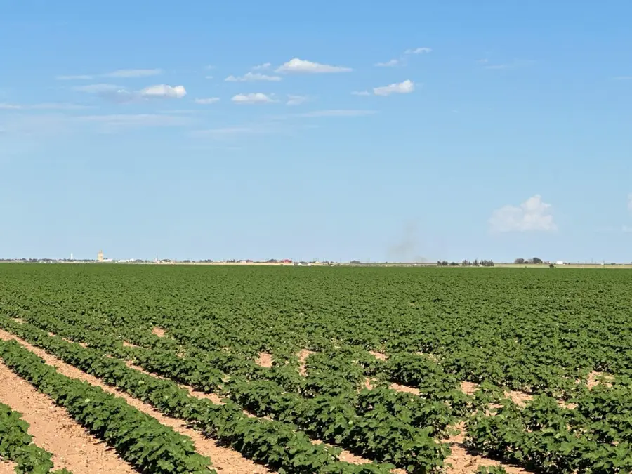 4083 Hawk Road, Ropesville, TX 79358 - #2