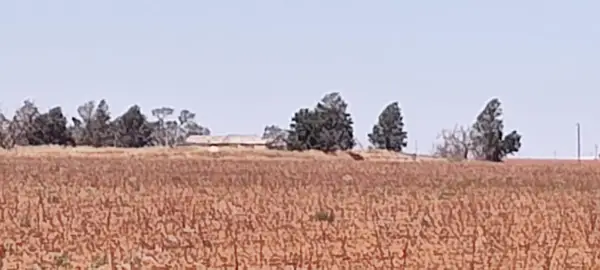0 Cr 345, Meadow, TX 79345