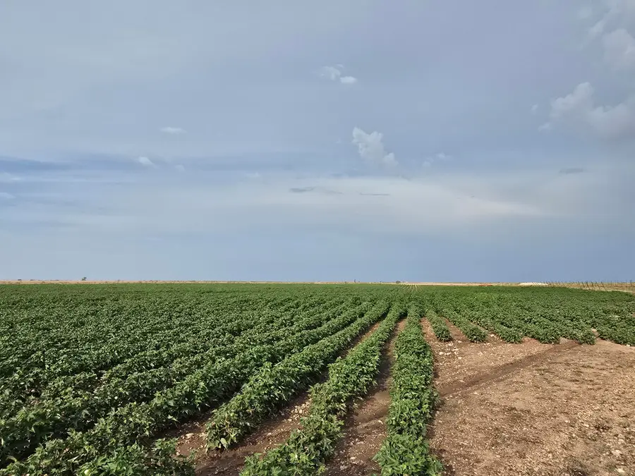 County Road 218, Seminole, TX 79360 - #2