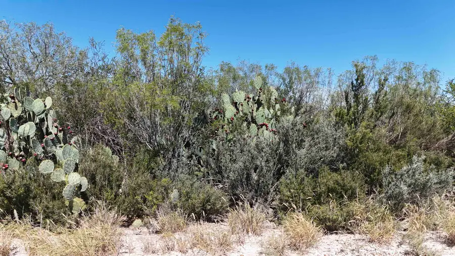 260 Ranch Road 7132 G, Laredo, TX 78044 - #3