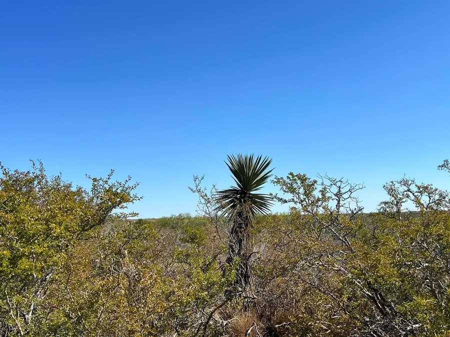 Alejandrenas Rd, Zapata, TX 78076 - #3