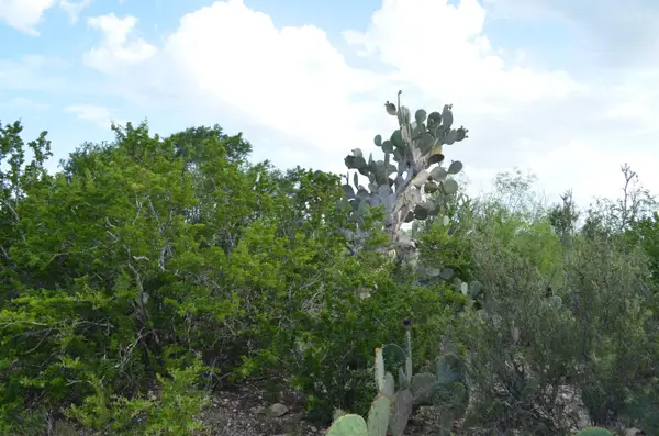 Lot 92 Los Centenarios, Laredo, TX 78043