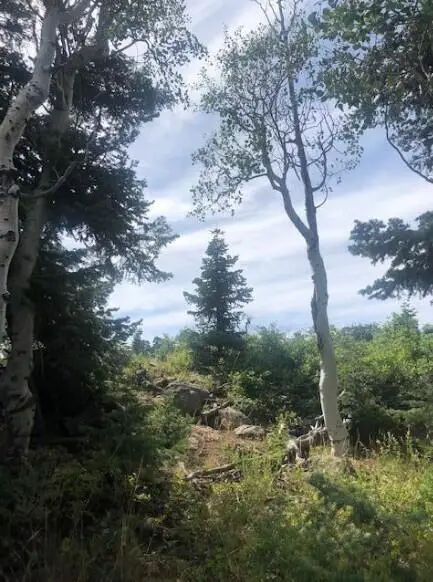 18 Whispering Pines Road, Kolob, UT 84767 - #1