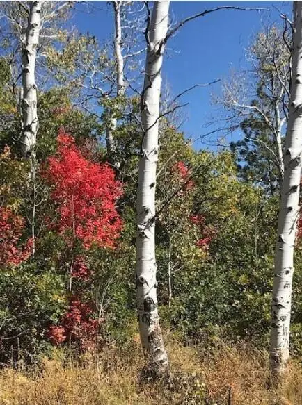 18 Whispering Pines Road, Kolob, UT 84767 - #3