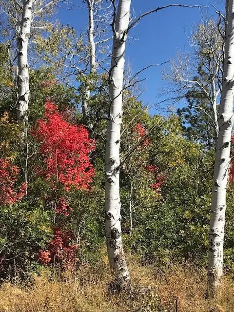 369 Whispering Pines Rd, Kolob, UT 84767 - #1