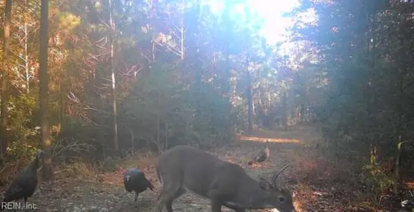 Lot 6 Fox Chase Drive, Dendron, VA 23839