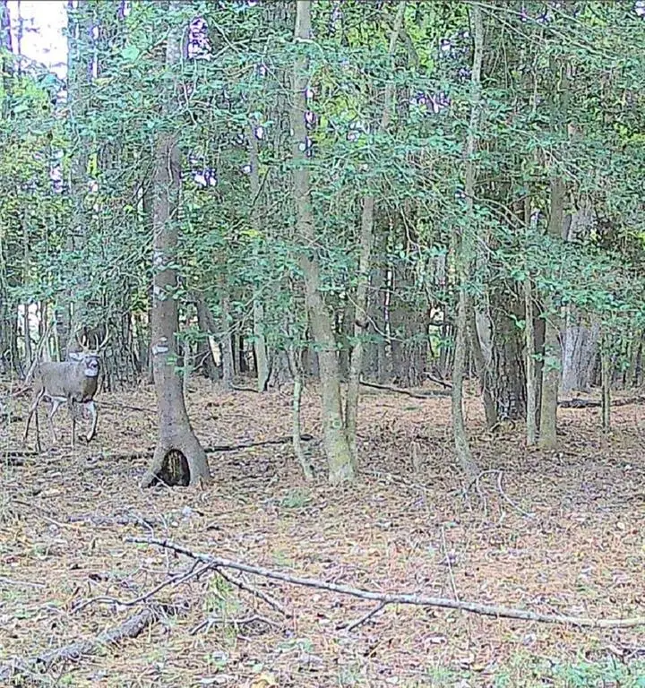 10+AC Groton Tract A Woods, Onancock, VA 23417 - #3
