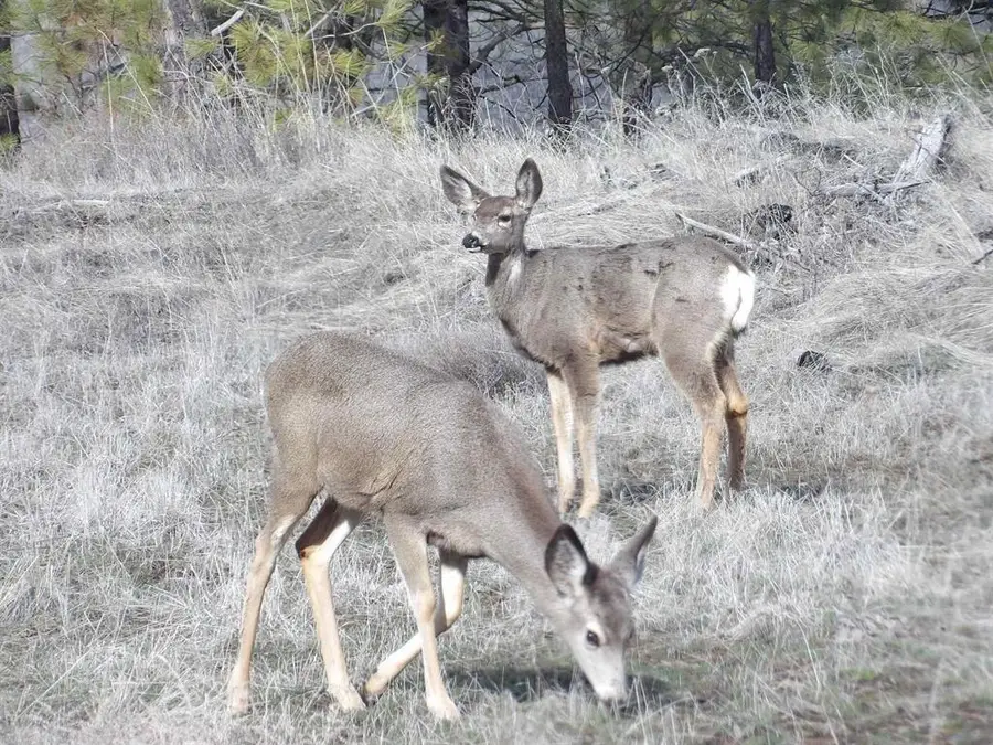 Lot 2 Pine Hen Ln, Davenport, WA 99122 - Image #2