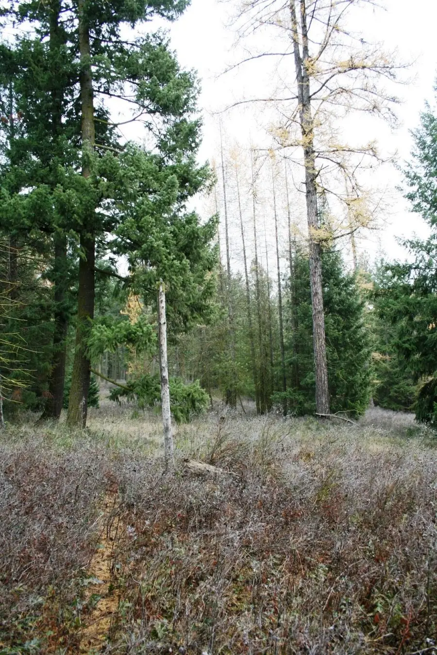 00 Dahl Lot 7 Rd, Deer Park, WA 99006 - Image #2