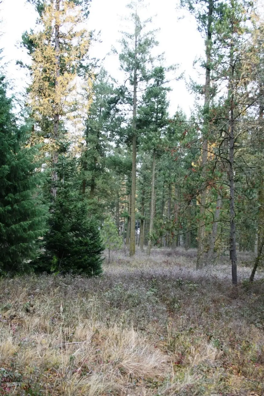 00 Dahl Lot 7 Rd, Deer Park, WA 99006 - Image #3