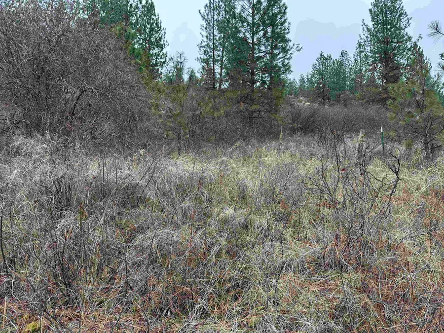 3250 Daisy Mine Rd, Rice, WA 99167 - Image #2