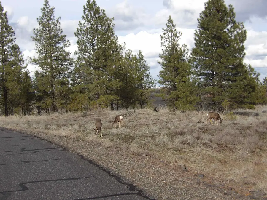 31905 E Ruffed Grouse Dr, Davenport, WA 99122 - Image #3