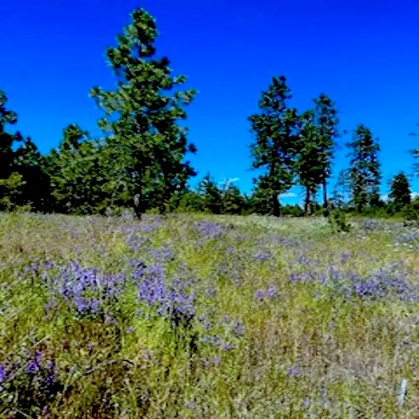 Lot A Kronos Short Plat/pine Hen Ln, Davenport, WA 99122