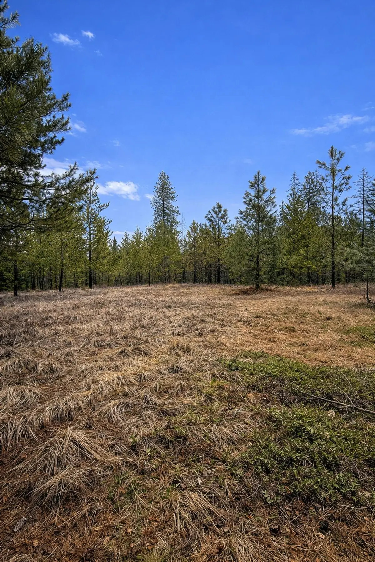 1420 Driskill Rd, Newport, WA 99156 - #1