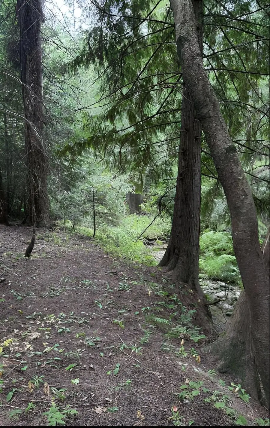 34xxx N Blanchard Creek Rd, Newport, WA 99156 - #2