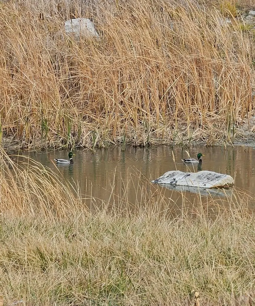 3390 F&g Spirit Ridge Way, Rice, WA 99167 - #2