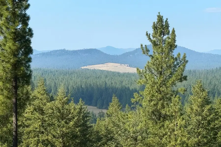 84XX Lodge Pole Ln, Chattaroy, WA 99003 - #2