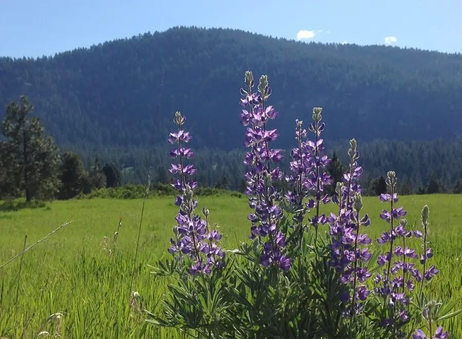 2069 A S Johnson Rd, Rice, WA 99167 - #2