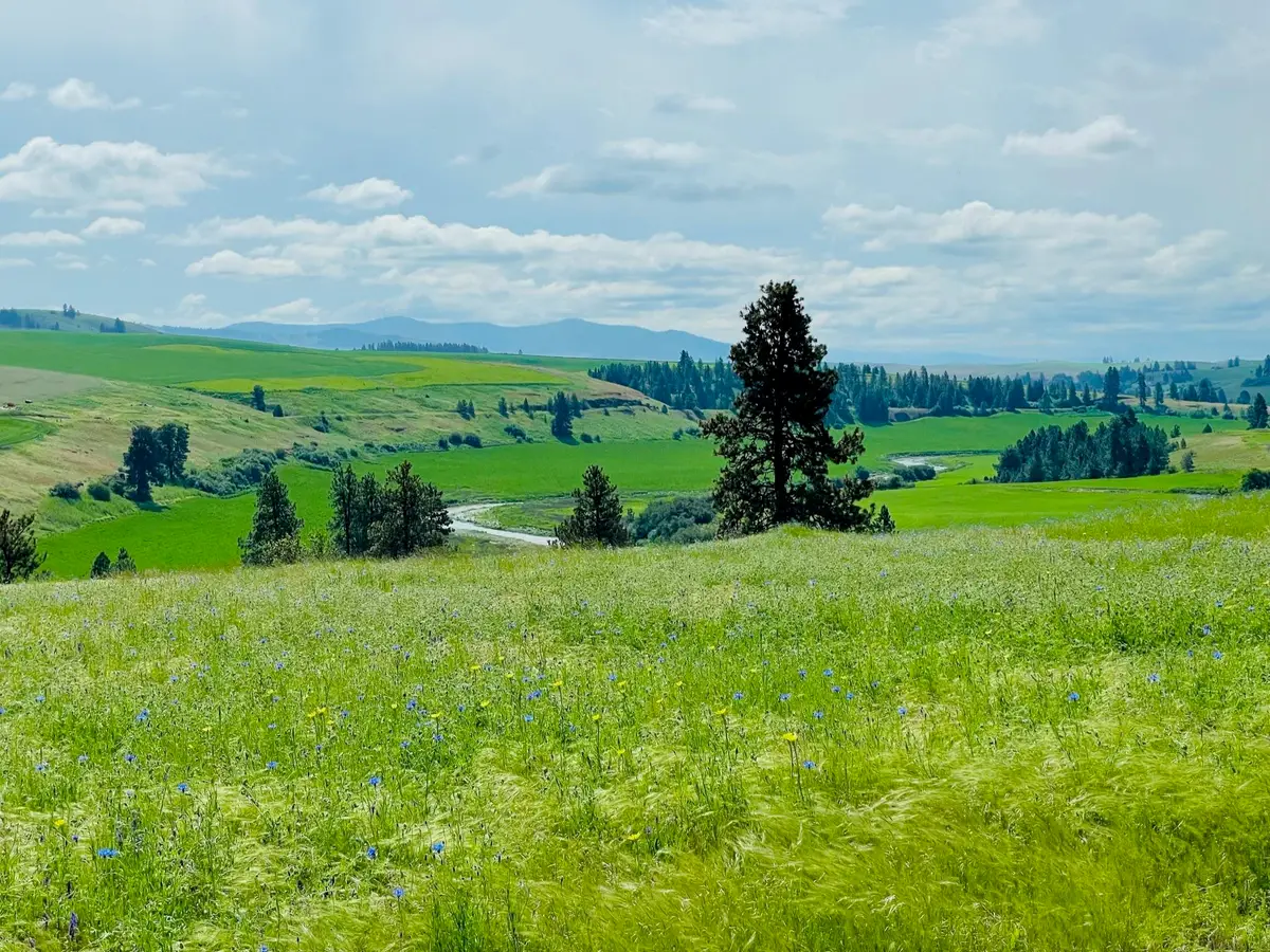11900 Hays Rd, Spangle, WA 99031 - #1