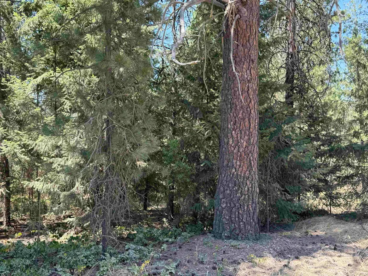 NKN N Regal Rd, Chattaroy, WA 99003 - #1