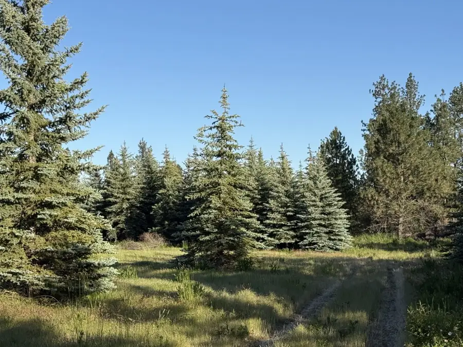 112XX S Spruce Tree Ln, Mica, WA 99023 - #3