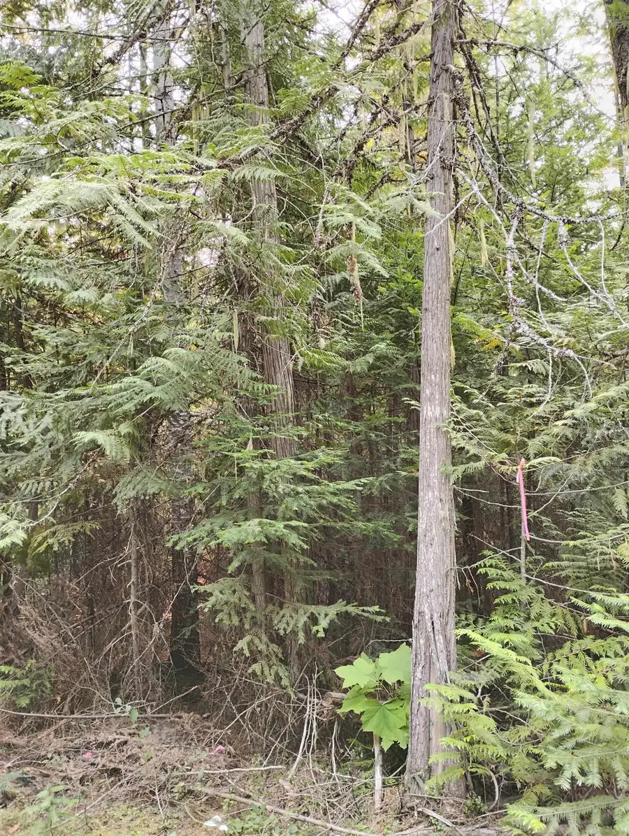 589 Scheller Ln, Usk, WA 99180 - #3