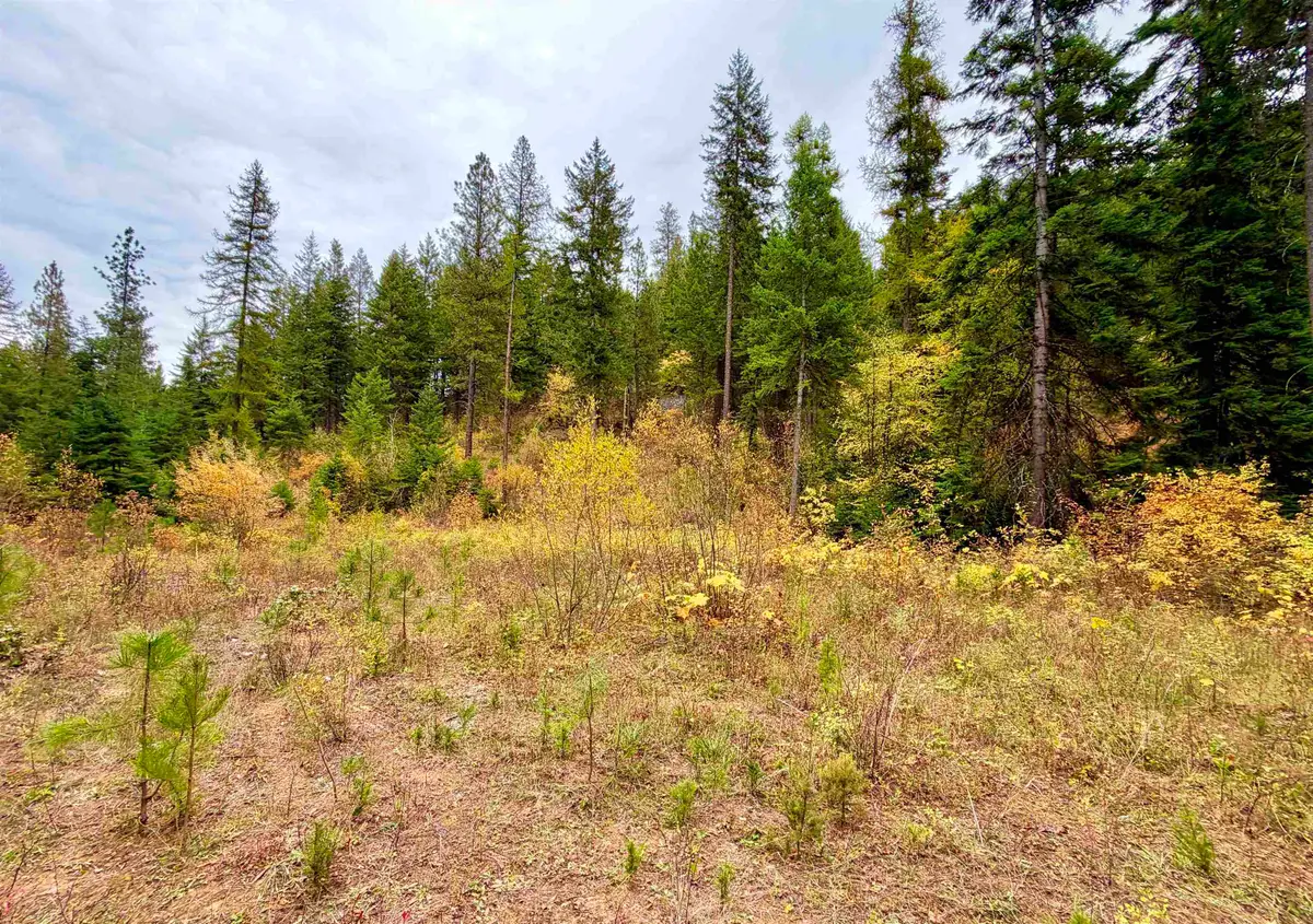 42XX Bussard Lake Rd, Loon Lake, WA 99148 - #1