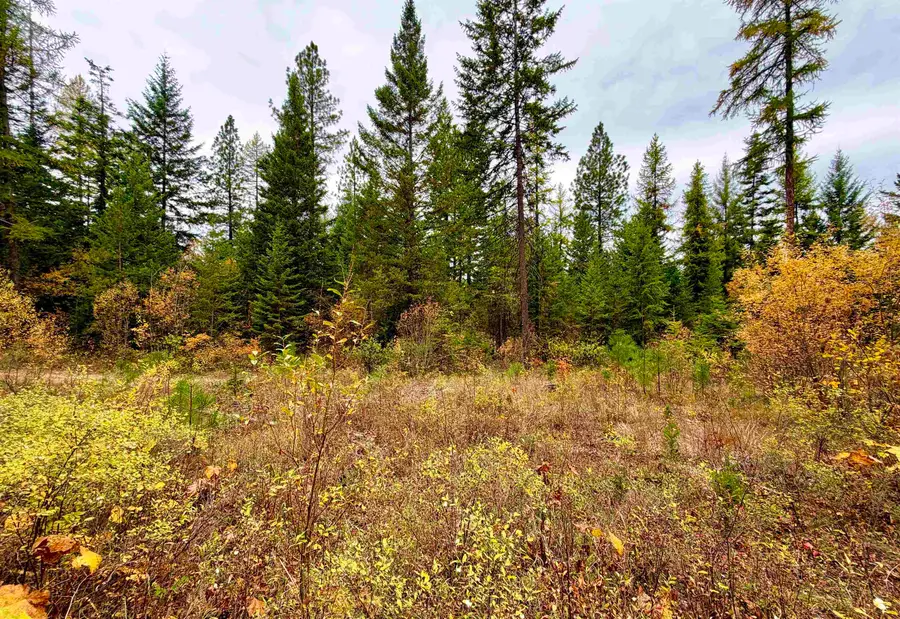 42XX Bussard Lake Rd, Loon Lake, WA 99148 - #2