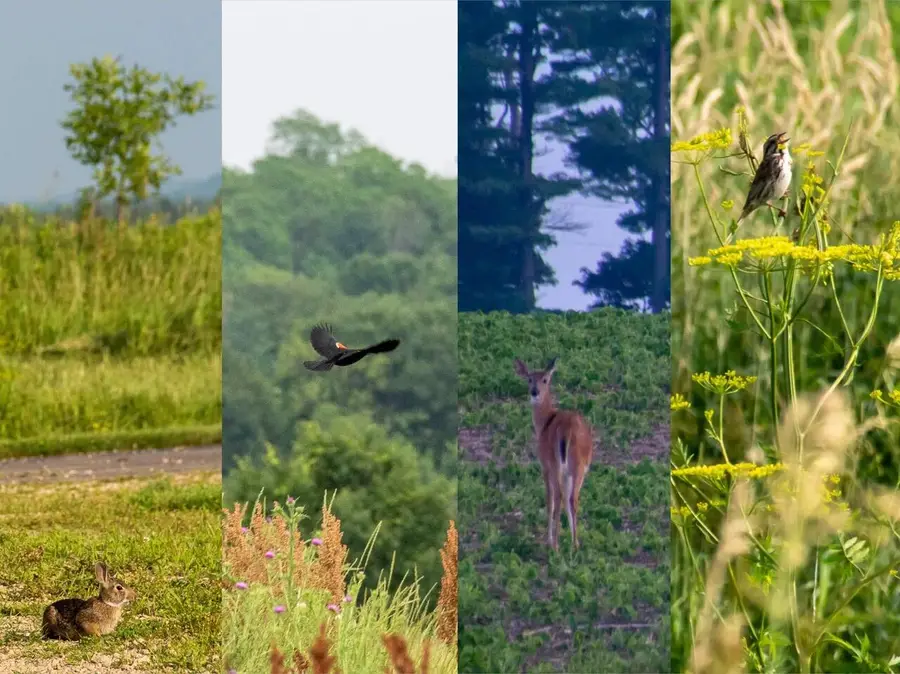 0 Lot 1&2 708th St, Lake City, MN 55041 - Image #3