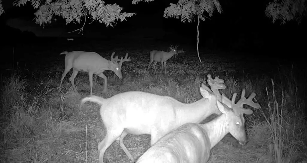 0 County Rd Jj, Stockholm, WI 54769 - Image #1