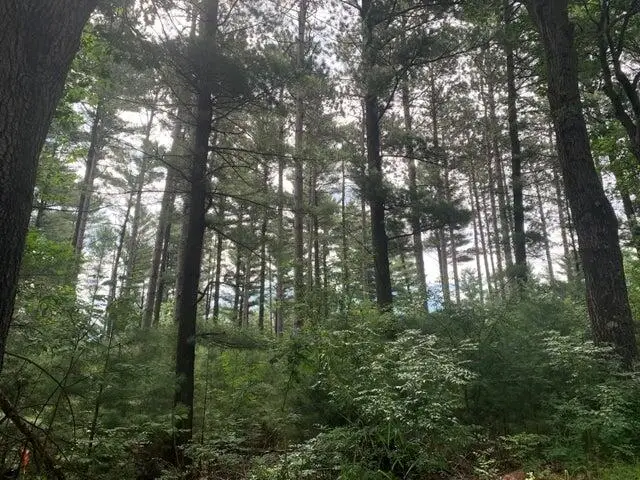 22.35AC On Beaver Ave, Big Flats, WI 54457 - Image #1