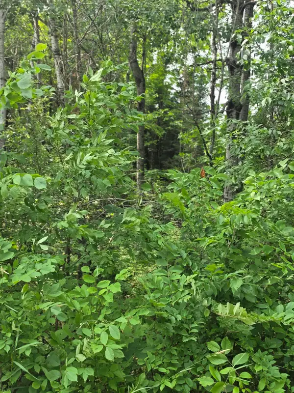 Lt1 Old Rail Rd, Wausaukee, WI 54177