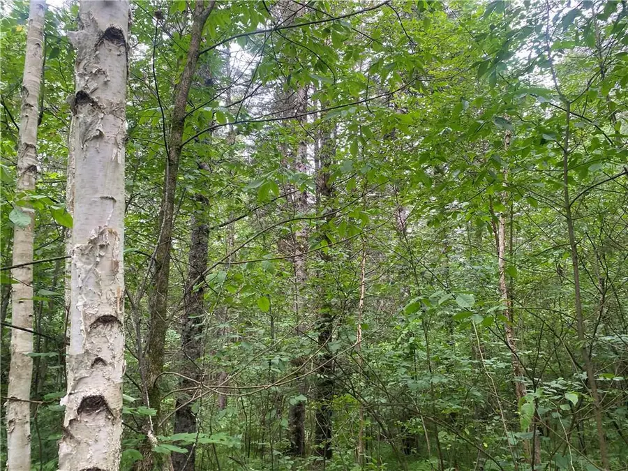 On Knowles Road, Loretta, WI 54896 - Image #3