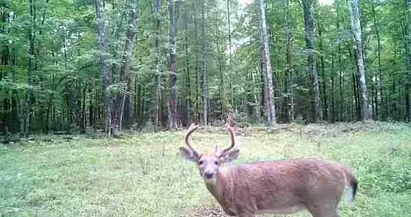 Lot 4 Off Highway 77, Hayward, WI 54843