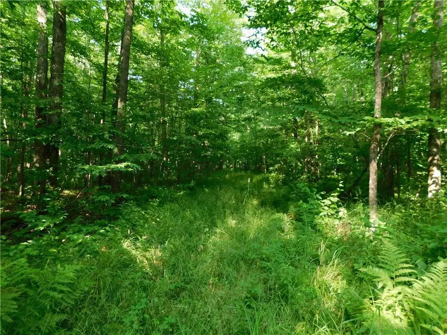 80 Acres off of County Road O, Ogema, WI 54459 - Image #2