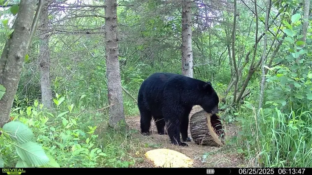 XXX Town Road T, Dairyland, WI 54830 - Image #1