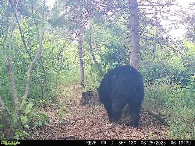 XXX Town Road T, Dairyland, WI 54830 - Image #2