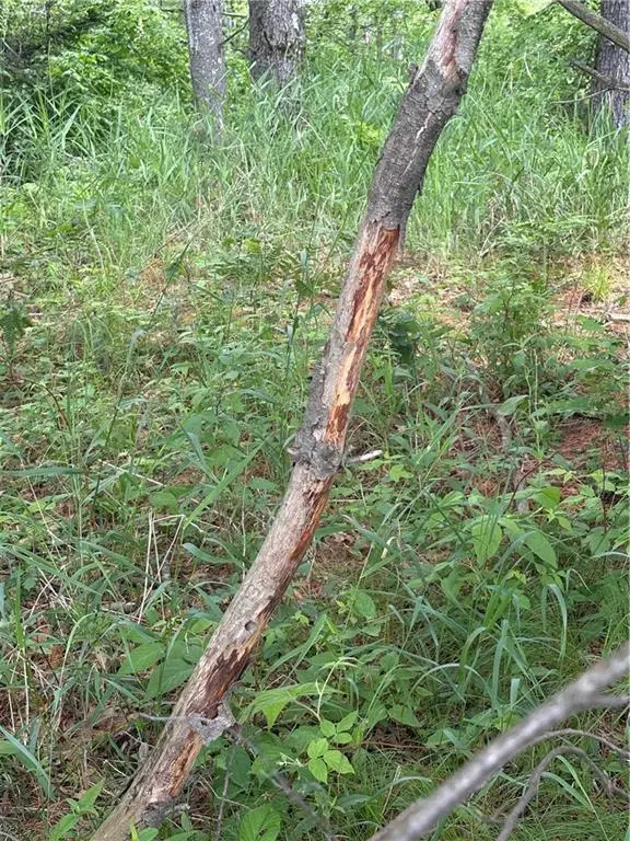 0 Walkers Road, Humbird, WI 54746 - Image #2